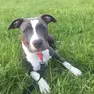 L'amstaff di nome Kira