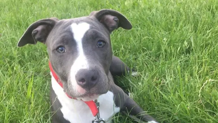 L'amstaff di nome Kira