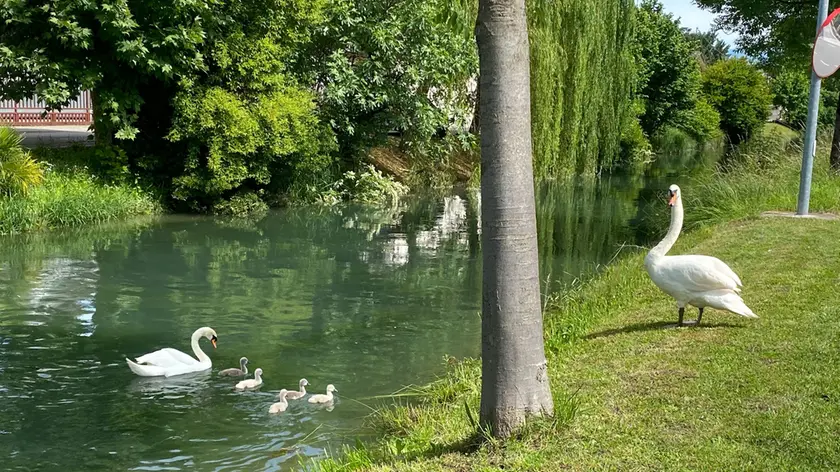 I cigni di Grantorto: una famiglia è salva, mentre un’altra coppia ha abbandonato la covata