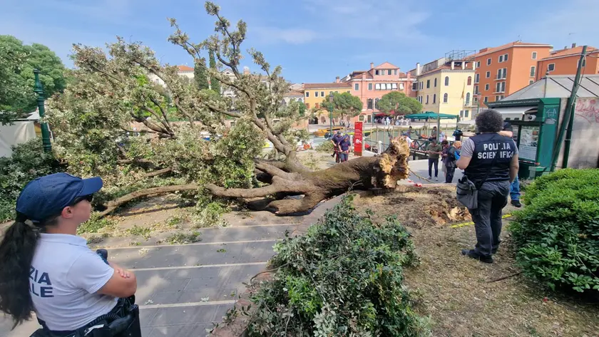 L'albero a terra (foto Interpress)