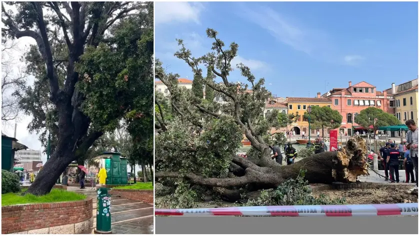 L'albero in piazzale Roma prima e dopo il crollo