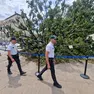 L'albero caduto in piazzale Roma
