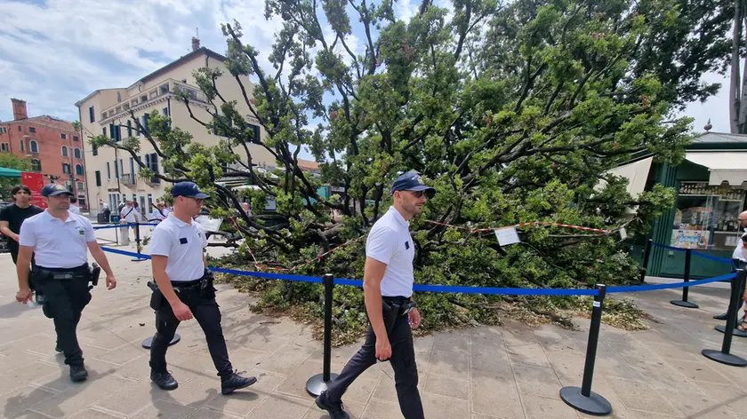 L'albero caduto in piazzale Roma