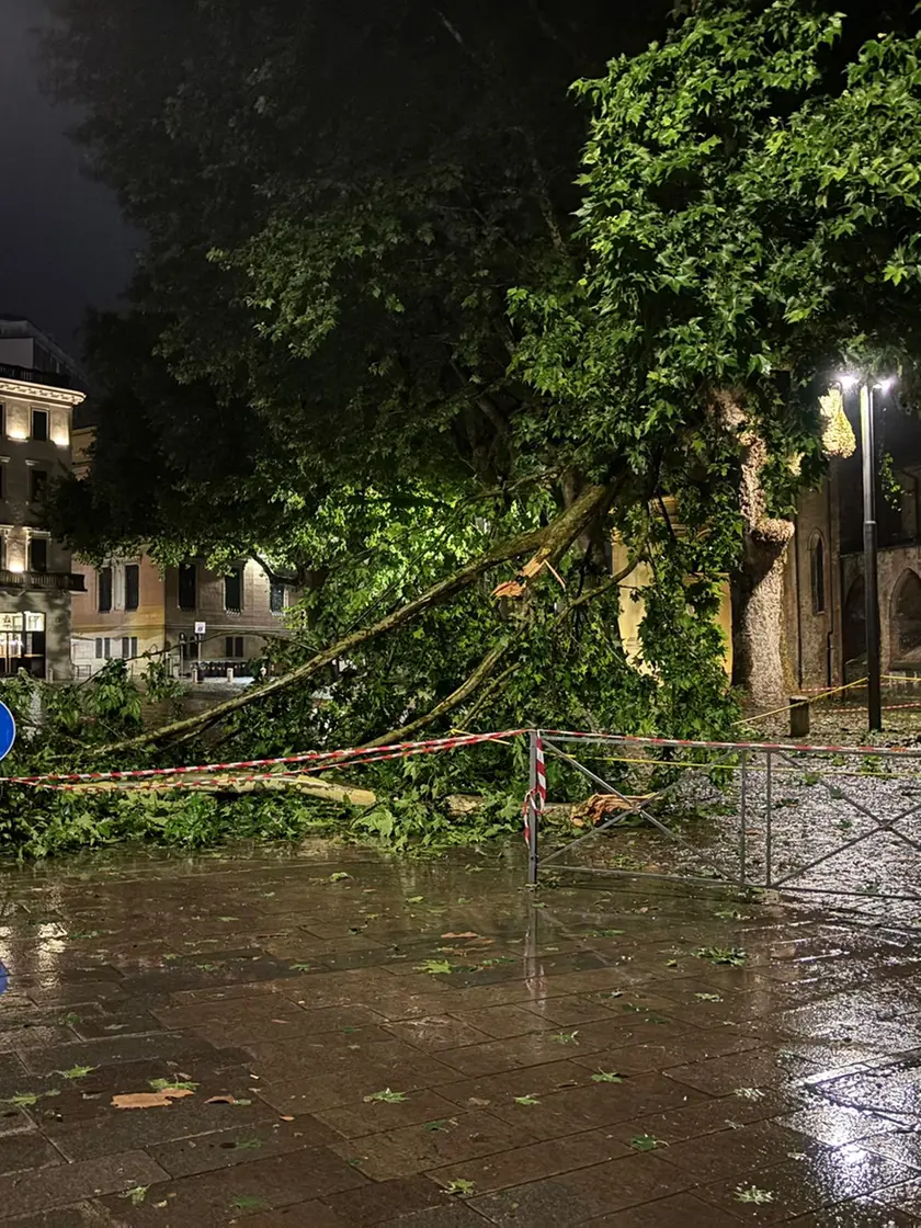Alberi caduti in centro a Padova