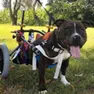 Dado, l'amstaff di sei anni lasciato semiparalizzato davanti a un cimitero
