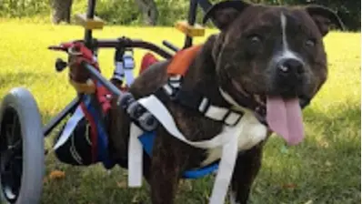 Dado, l'amstaff di sei anni lasciato semiparalizzato davanti a un cimitero