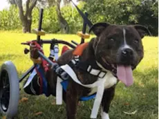 Dado, l'amstaff di sei anni lasciato semiparalizzato davanti a un cimitero