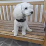Il cane Joly