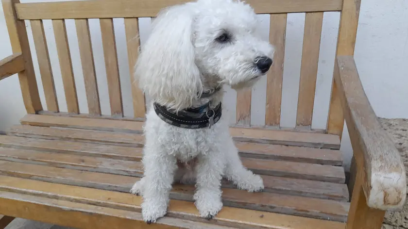 Il cane Joly