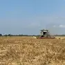 Mietitura, i dati nella bassa padovana