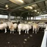 Dermatite nodulare bovina, allarme tra gli allevatori veneti: "Rischio blocco della zootecnia"