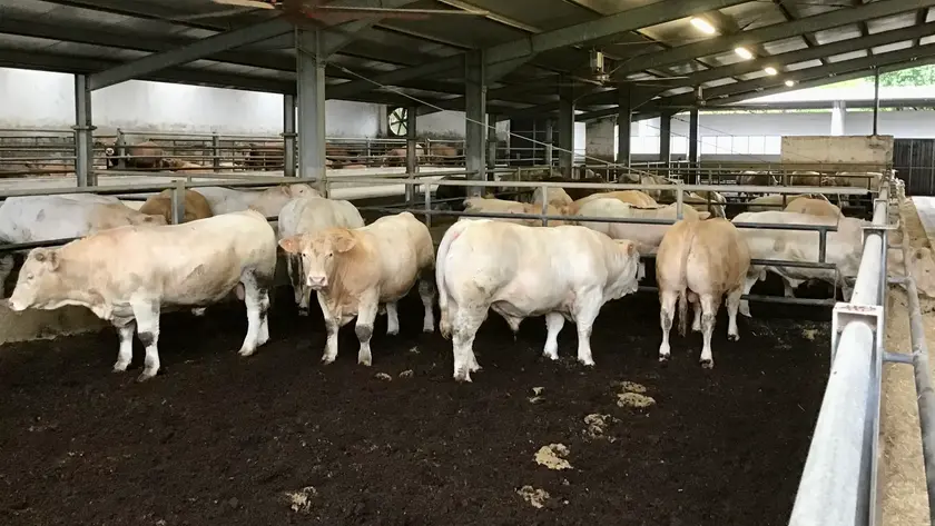 Dermatite nodulare bovina, allarme tra gli allevatori veneti: "Rischio blocco della zootecnia"