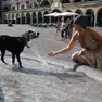 Un cane si rinfresca nella fontana di piazza delle Erbe