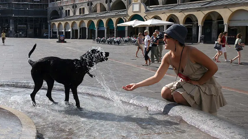 Un cane si rinfresca nella fontana di piazza delle Erbe