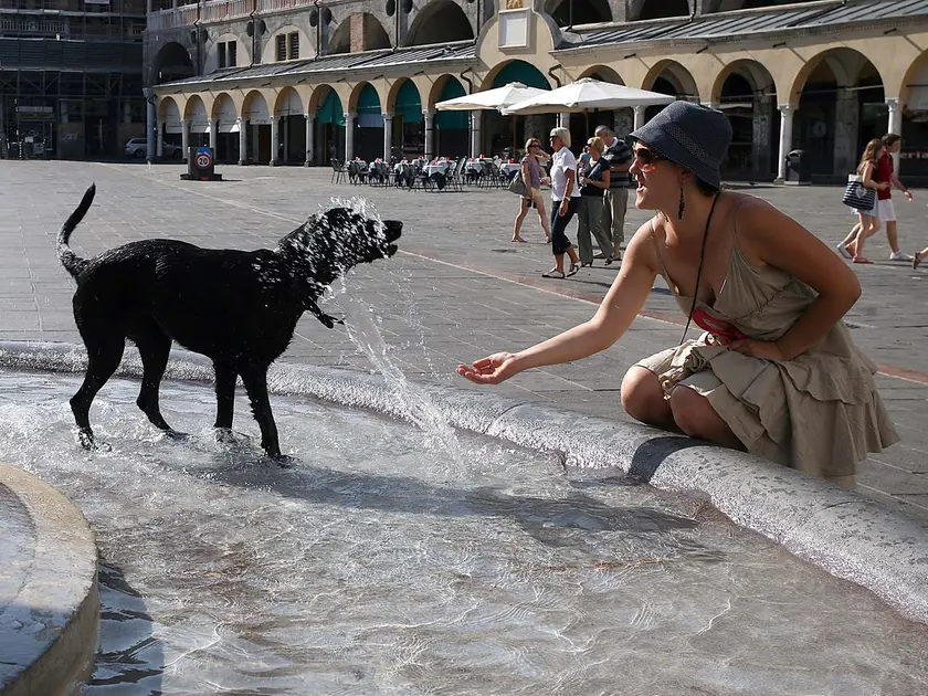 Un cane si rinfresca nella fontana di piazza delle Erbe