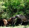 Un gruppo di cinghiali fotografato all’interno del Parco Colli