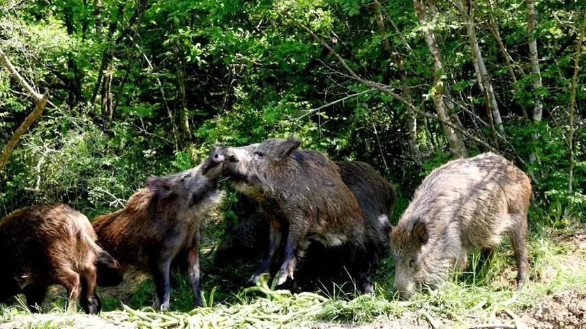 Un gruppo di cinghiali fotografato all’interno del Parco Colli