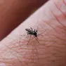 Dengue a Padova, secondo caso confermato
