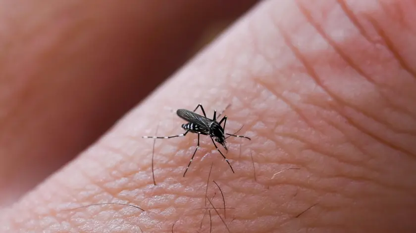 Dengue a Padova, secondo caso confermato