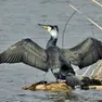 Un cormorano asciuga al sole il piumaggio