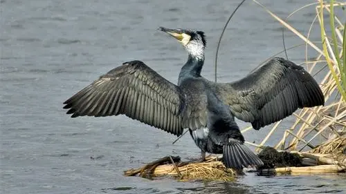 Un cormorano asciuga al sole il piumaggio