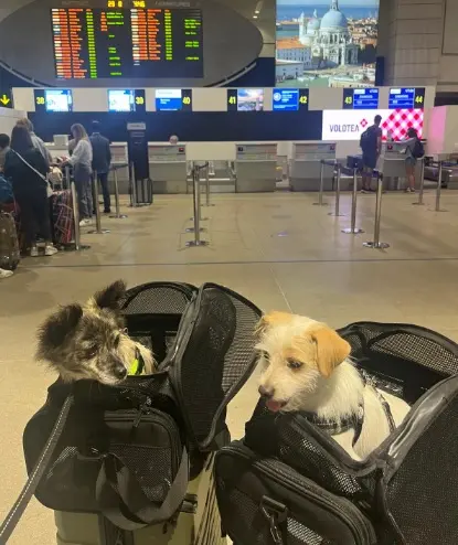 Due cagnolini in partenza in aeroporto per una vacanza con i propri padroni