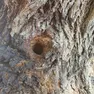 Il foro sull'albero del cortile della scuola di Cittadella