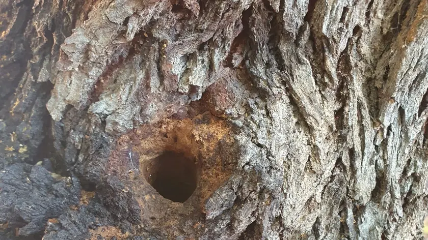 Il foro sull'albero del cortile della scuola di Cittadella