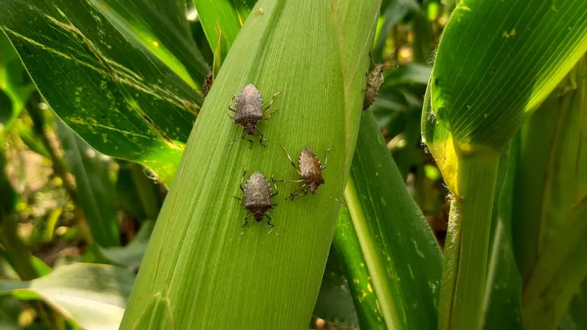 La cimice asiatica sta devastando i campi di mais