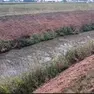 Le alghe dopo il dragaggio