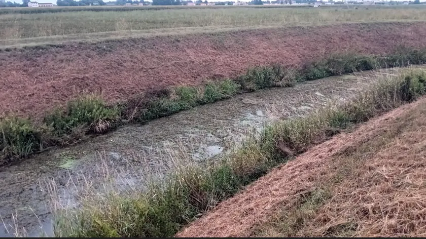 Le alghe dopo il dragaggio