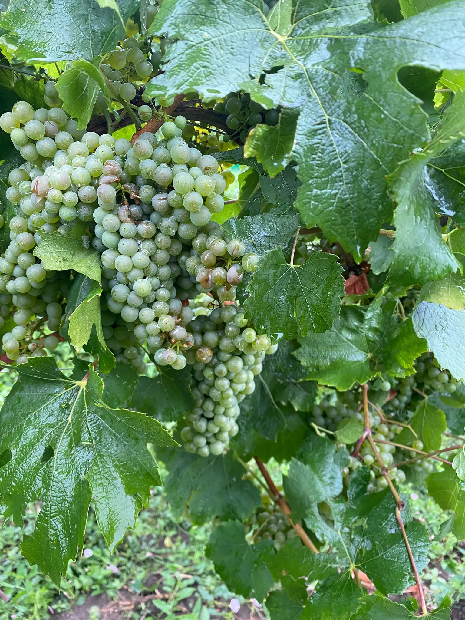 L'uva danneggiata nei Colli Euganei