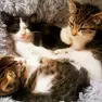 Una cucciolata di mici