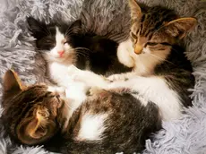 Una cucciolata di mici