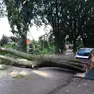 Albero caduto in via Fistomba a Padova