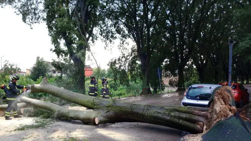 Albero caduto in via Fistomba a Padova