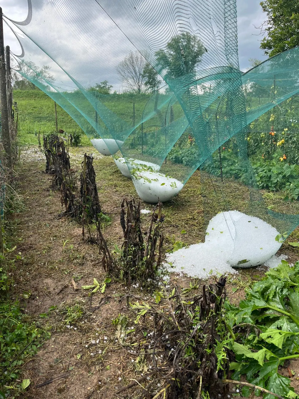 Vigneti danneggiati dalla grandine a Veggiano