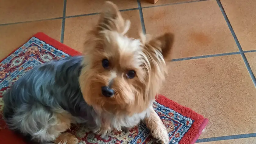Il piccolo Cesare sbranato dal pitbull