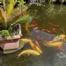 Pescio ornamentali