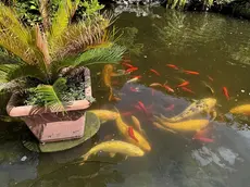Pescio ornamentali
