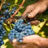 Tutto pronto per la vendemmia nel padovano