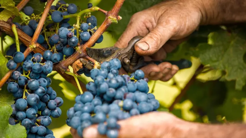 Tutto pronto per la vendemmia nel padovano
