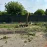 Uno degli alberi tagliati