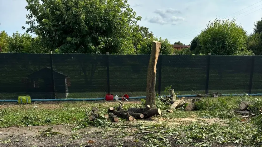 Uno degli alberi tagliati