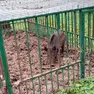Parco Colli, ecco il piano per il contenimento dei cinghiali