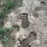 Le impronte delle scarpe lasciate dai ladri