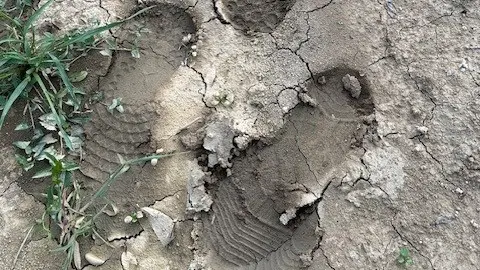 Le impronte delle scarpe lasciate dai ladri