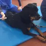 Un cane sottoposto ad agopuntura