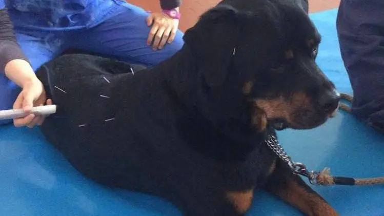 Un cane sottoposto ad agopuntura