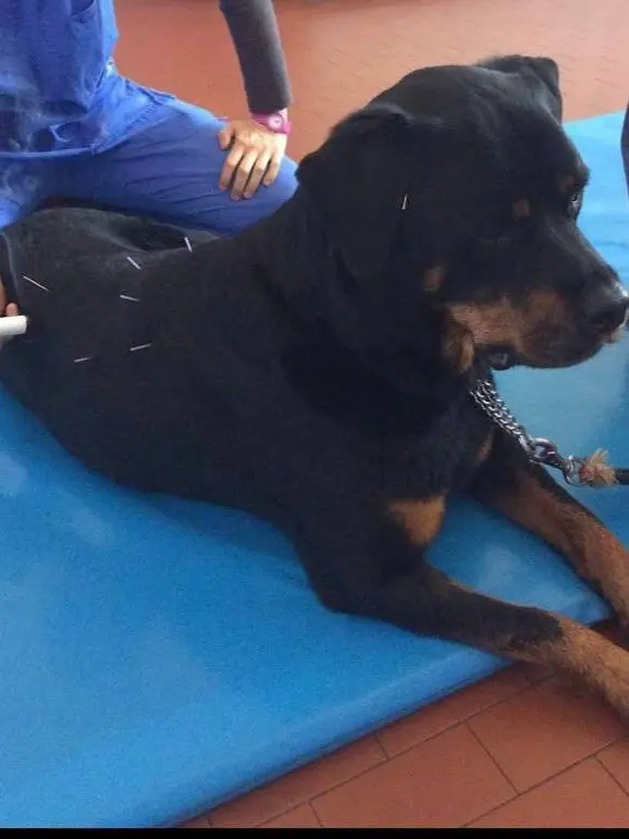 Un cane sottoposto ad agopuntura